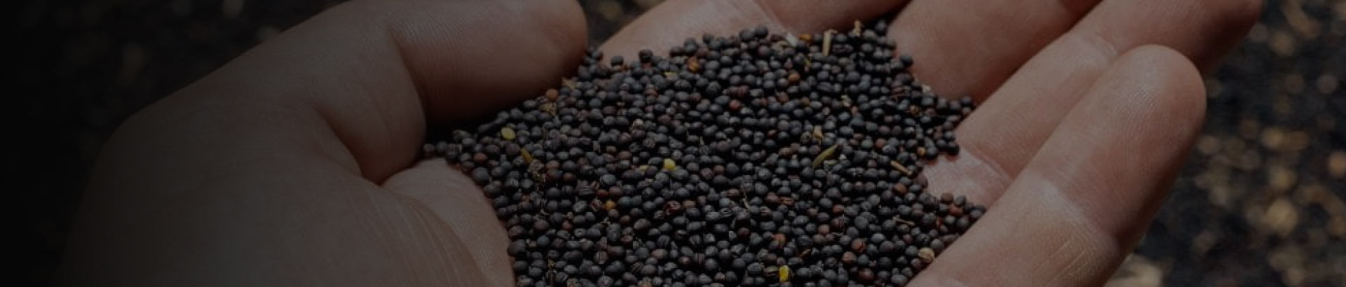 Rapeseeds